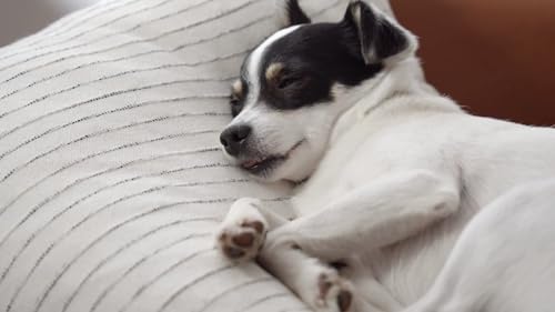 Puppy Sleep Music – Soothing Dog Lullabies for Calm & Relaxation Screensaver