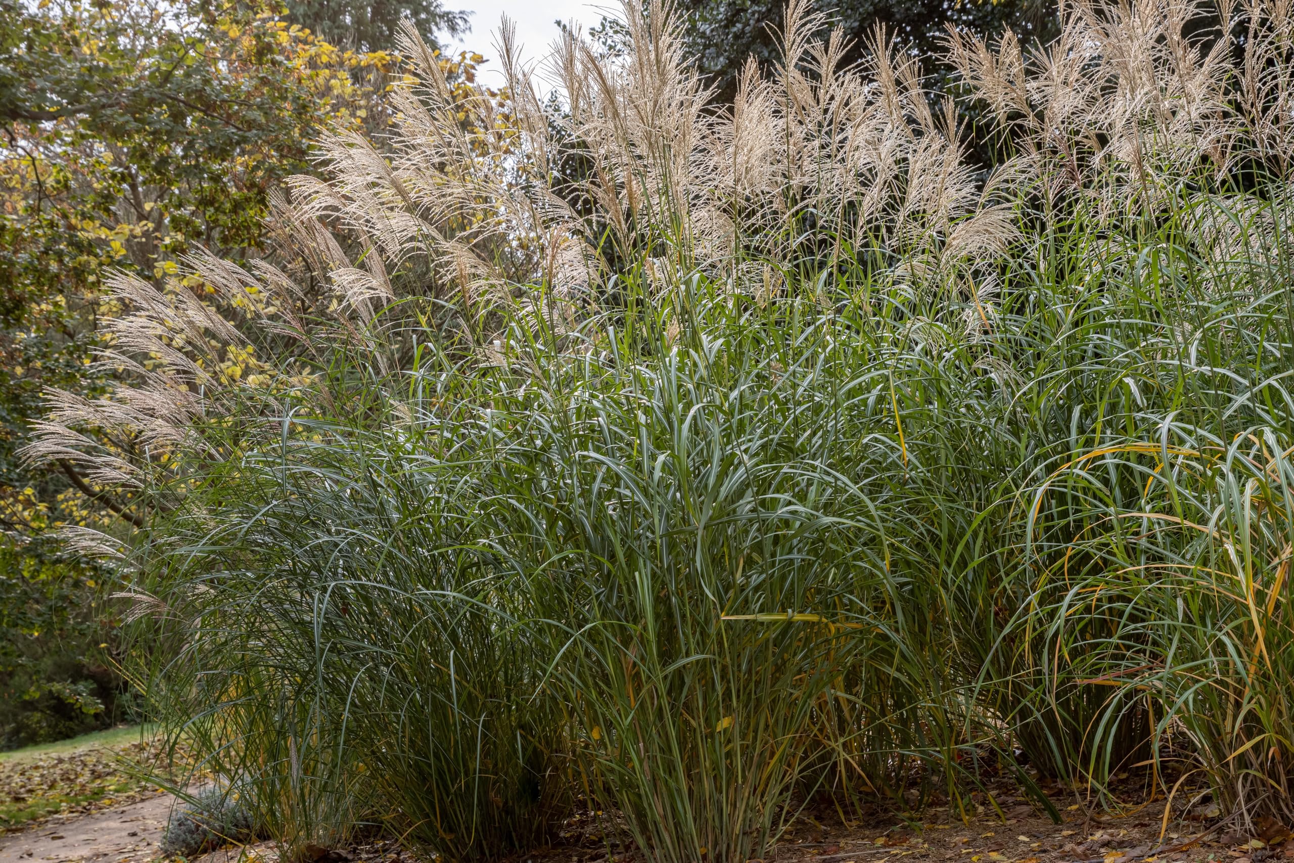 Stauden Gänge 10 x Miscanthus sinensis 'Silberfeder' Chinaschilf winterhart