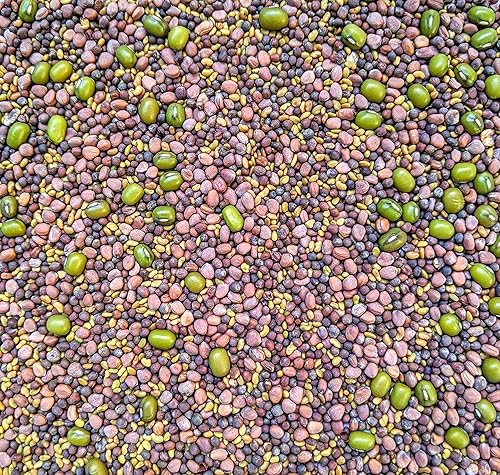 Miniatura 6 de Paquete variado de semillas germinadas con tarro sin OMG. Paquete de 10 semillas premedidas para frascos de 32 oz o bandeja de 8 pulgadas. Incluye 2