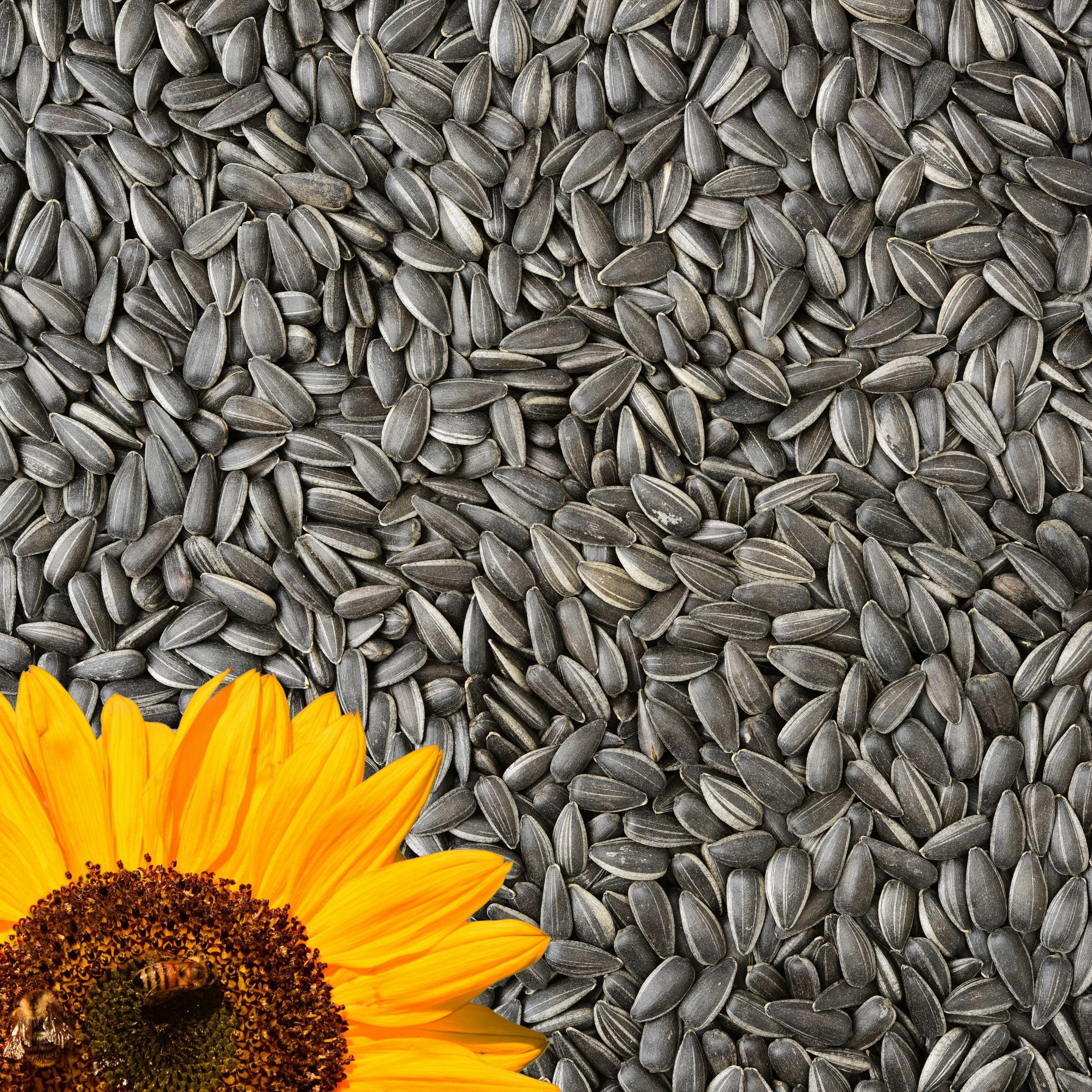 30kg Sonnenblumenkerne Schwarz für Wildvögel – Premium-Qualität, natürliche Energiequelle, Vögel lieben es - идеально fü