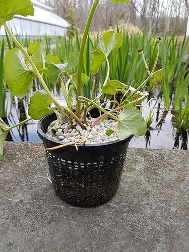 Miniatura 3 de Cesta redonda de 5 pulgadas para plantas con ranura de malla de plástico acuático, paquete de 3 unidades, cesta de plantación de jardín de agua de