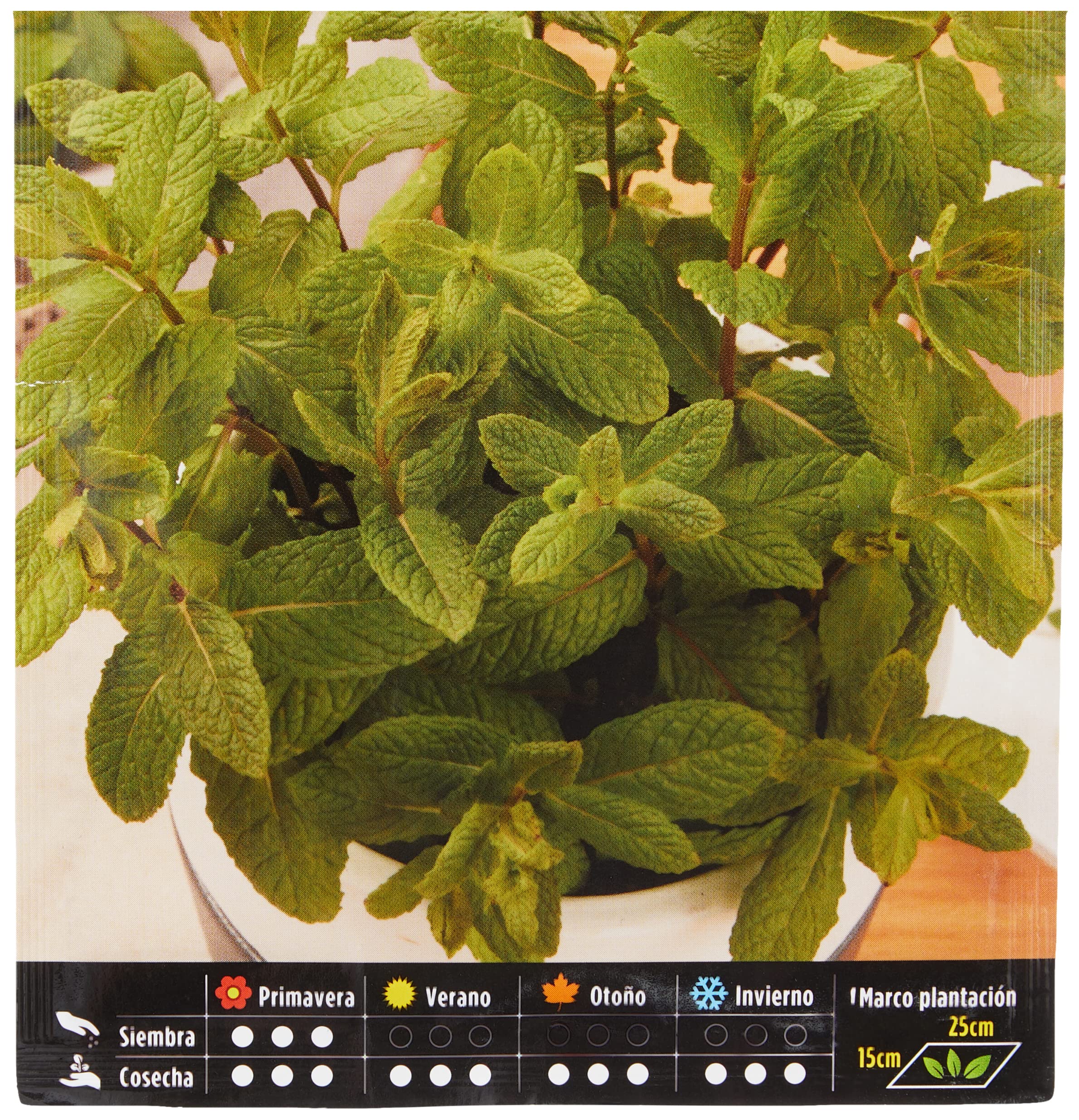 Semi Di Menta Piperita - Batlle | Per Aromatiche Da Giardino O Vaso (40-50 Cm) - Foto 12