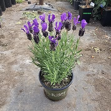 Lavandula Stoechas Plant, Spanish Lavender, Potted, 10-15 inches Tall Vibrant Purple/Pink - Spanish Lavender, 1 Gallon