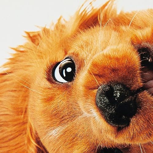 Miniatura 10 de Hallmark Paquete de divertidas tarjetas de cumpleaños, gato emocionado (6 tarjetas de cumpleaños con sobres)