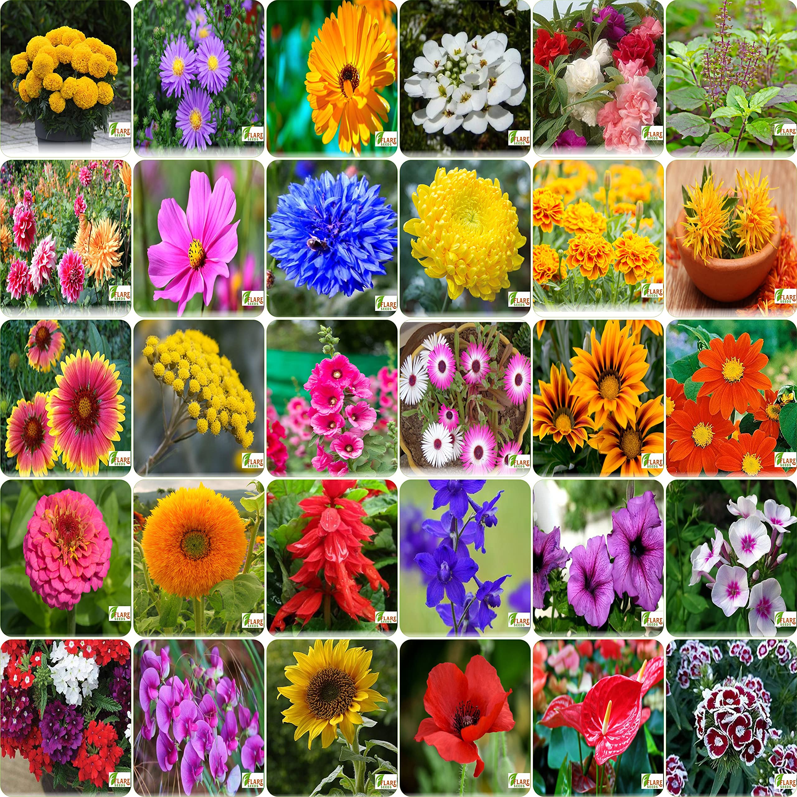 FLARE SEEDS Indias Most popular Flower Seeds Outdoor Combo of 30 Packet of Seeds Garden Flower Seeds Pack By FLARE SEEDS (B09C4L6ZPY) Amazon Price History, Amazon Price Tracker