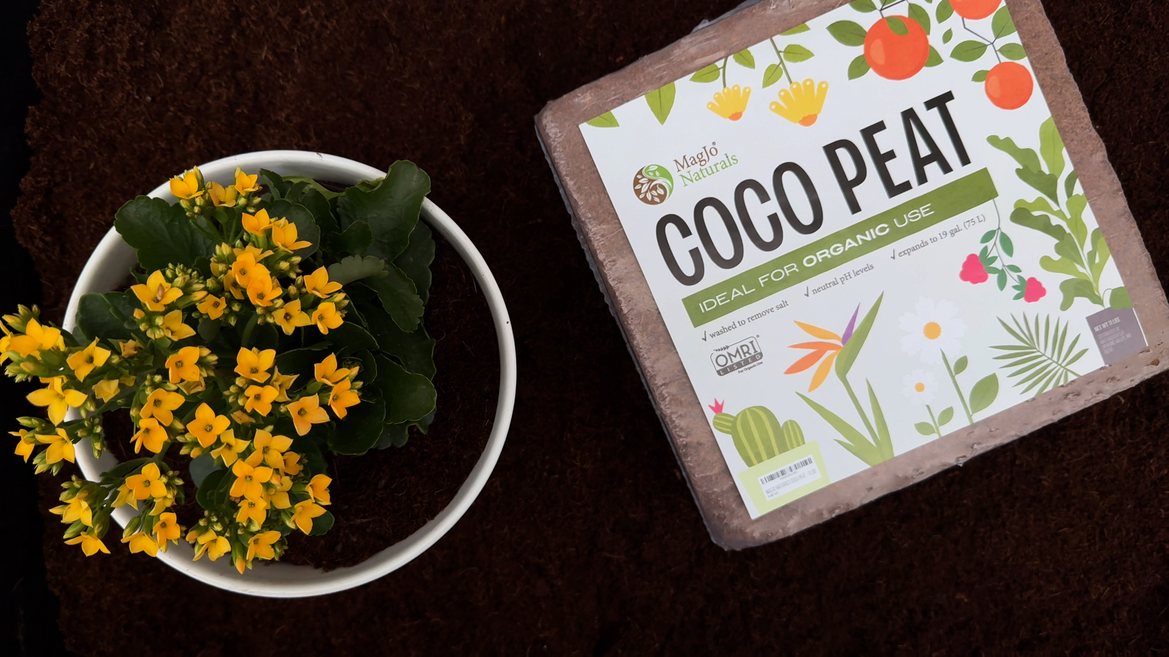 Amazon.com : MagJo Naturals 100% Pure Coco Coir (Coco Peat) 11