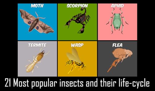 Animals Life Cycle - Insects and Arachnids Free