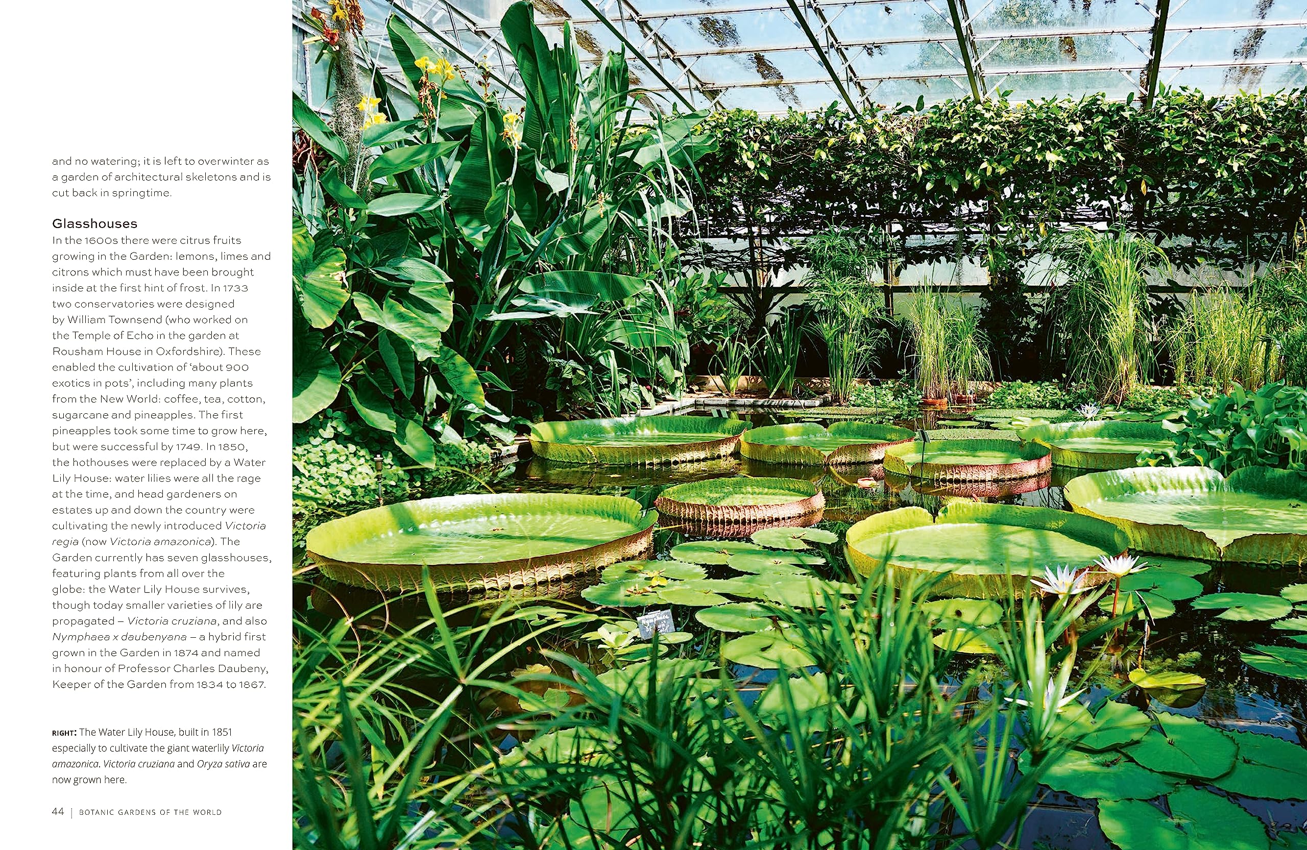 Botanic Gardens of the World: Tales of extraordinary plants, botanical history and scientific discovery