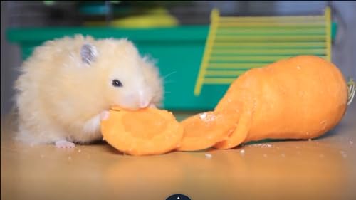 hamster