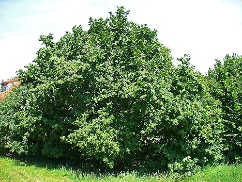5 ÁRBOL DE AVELLANA AMERICANO también conocido como Filbert Corylus Americana Semillas de frutos secos