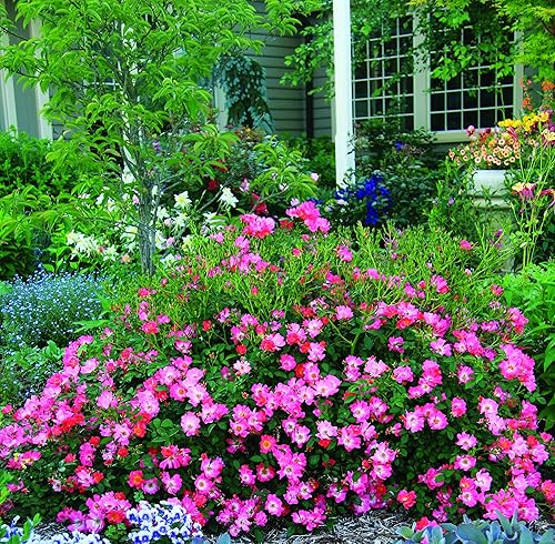 Miniatura 5 de Perfect Plants Pink Drift Rose 1 galón, planta viva incluye guía de plantación (idioma español no garantizado)