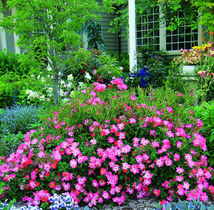 Amazon.com : Perfect Plants Pink Drift Rose 1 Gallon, Live
