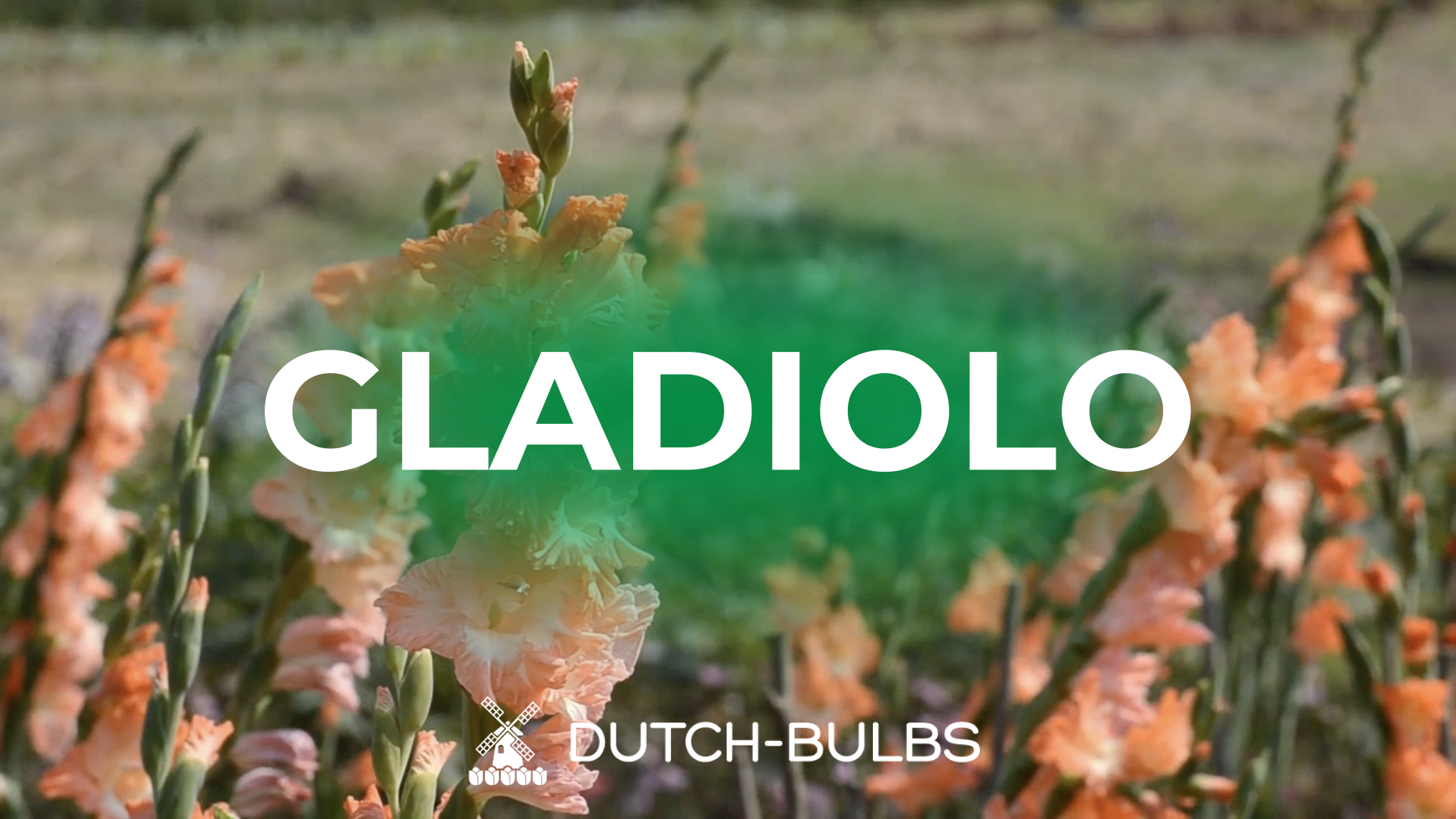 Bulbi Di Gladioli Arcobaleno - 10 Bulbi Per Giardino O Vaso, Fioritura Estiva - Foto 2