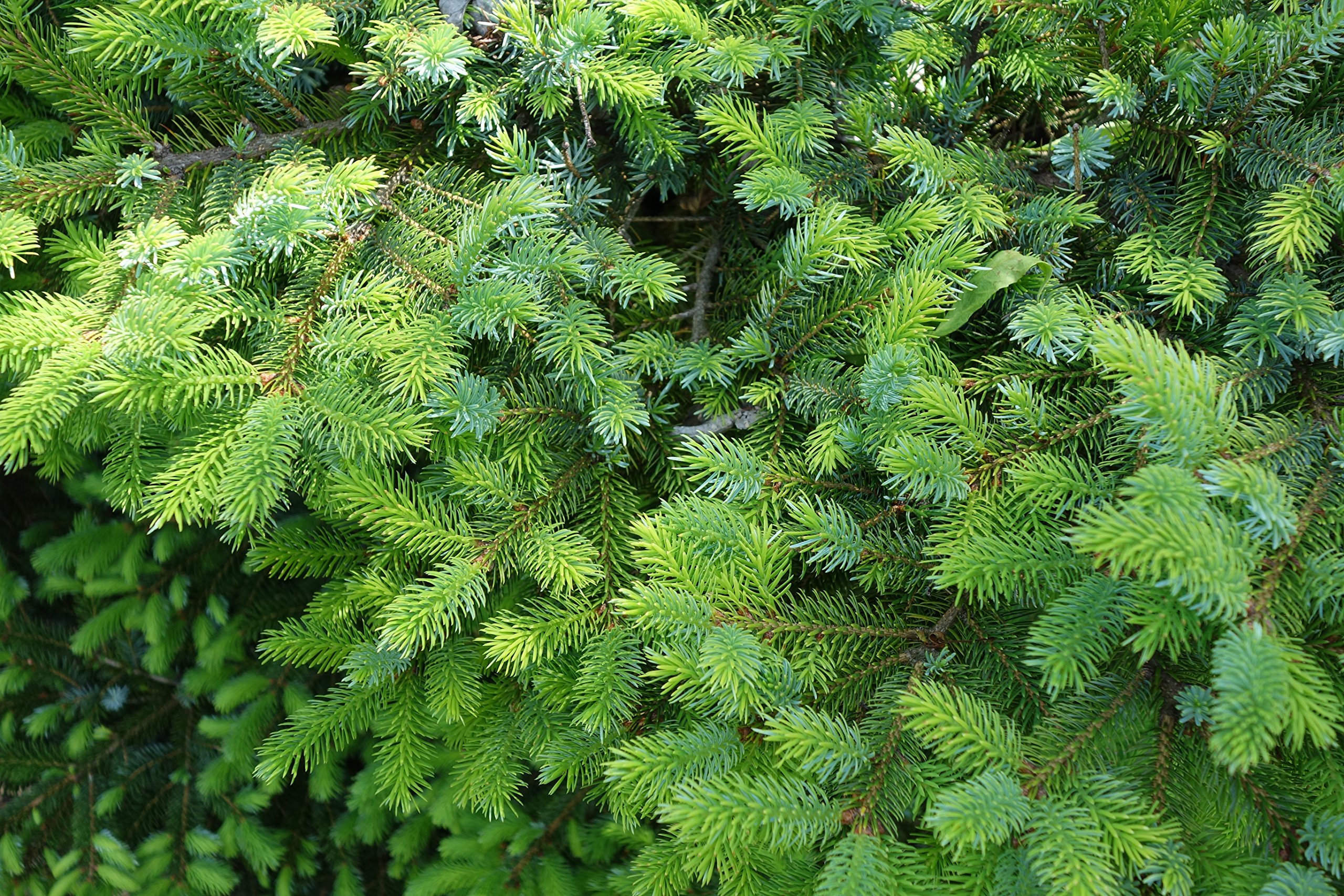 蝦夷松 m59236089931_1.jpg?1741419989