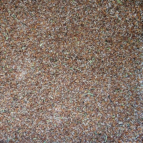 Palm Beach Medicinal Herbs - Verbena Azul (Verbena hastata) - Paquete de 200 Semillas