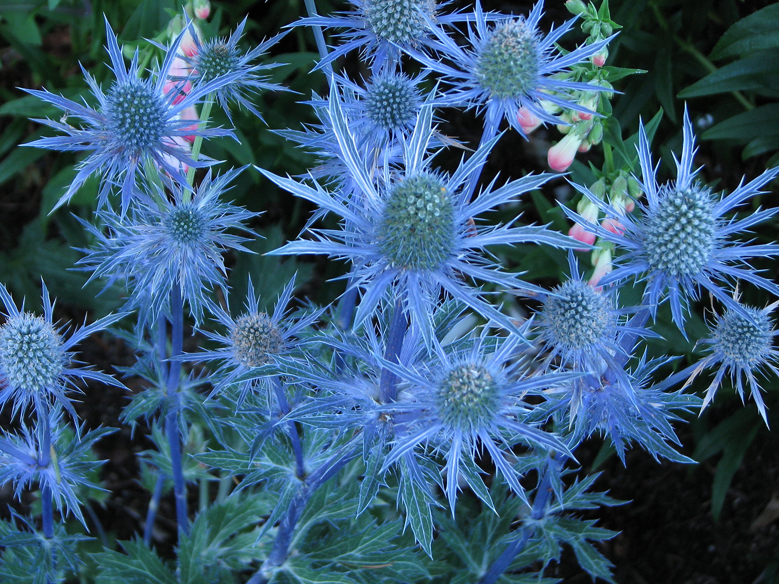 Buy P032SX01. Eryngium alpinum Alpine Sea Holly 30 Seeds Online at