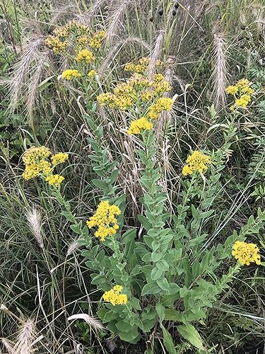 Miniatura 8 de Hale Habitat & Seed Refugio de hierba nativa y flores silvestres, mezcla de semillas de vida silvestre y polinizador, 1/4 acre