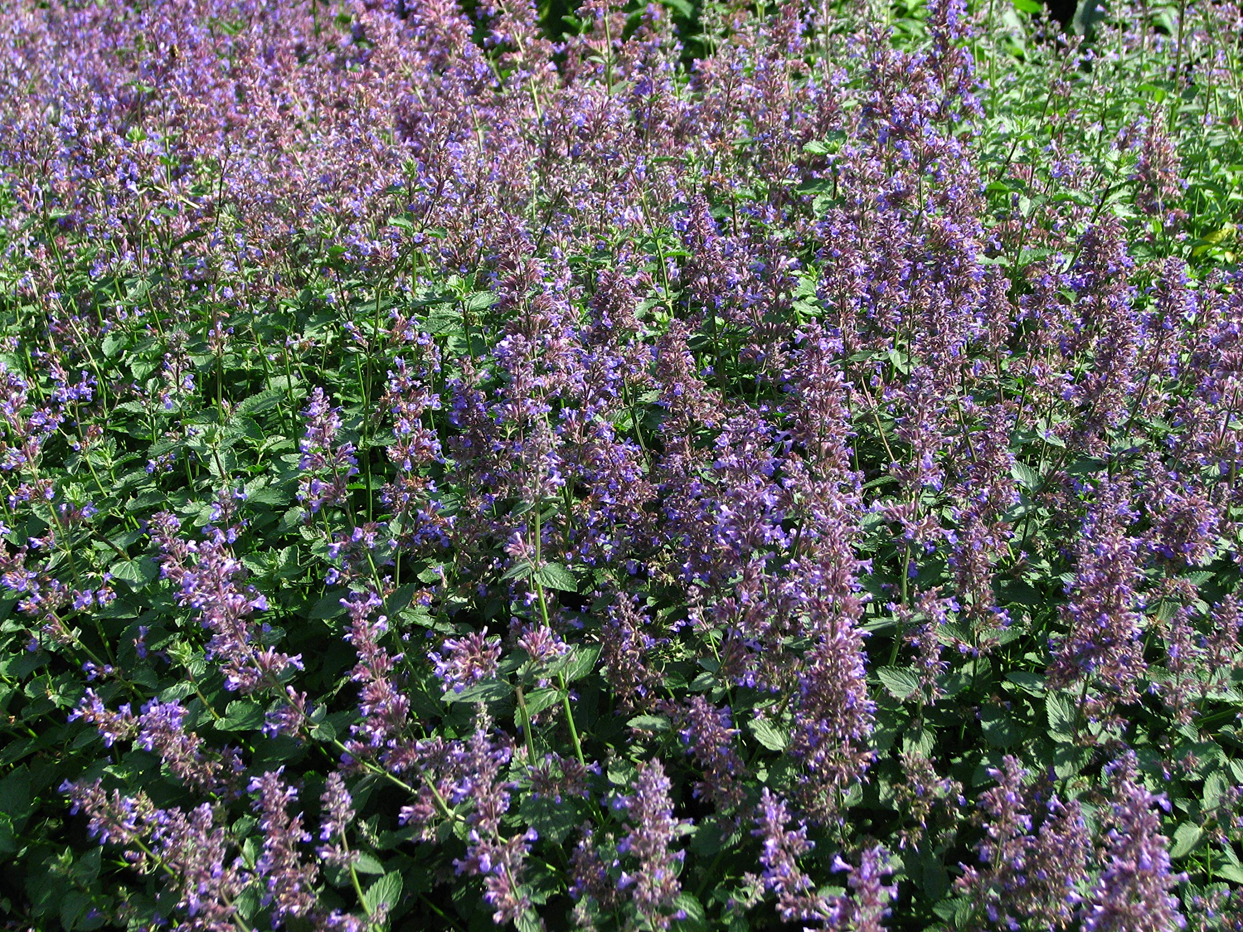 50 Nepeta Mussinii Seeds - Catmint Catnip Nepeta Mussini Faassenii - 50 Seeds