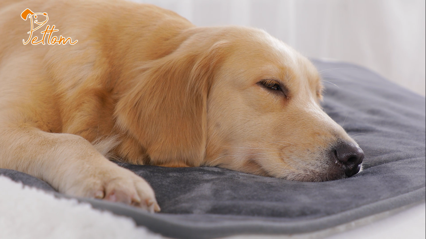 Coperta In Pile Per Cani E Gatti - Impermeabile, Lavabile, 152x127 Cm - Foto 14