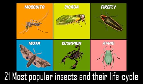 Animals Life Cycle - Insects and Arachnids Free
