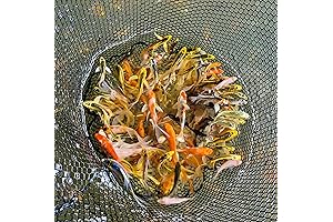 Live Koi Fish for Sale