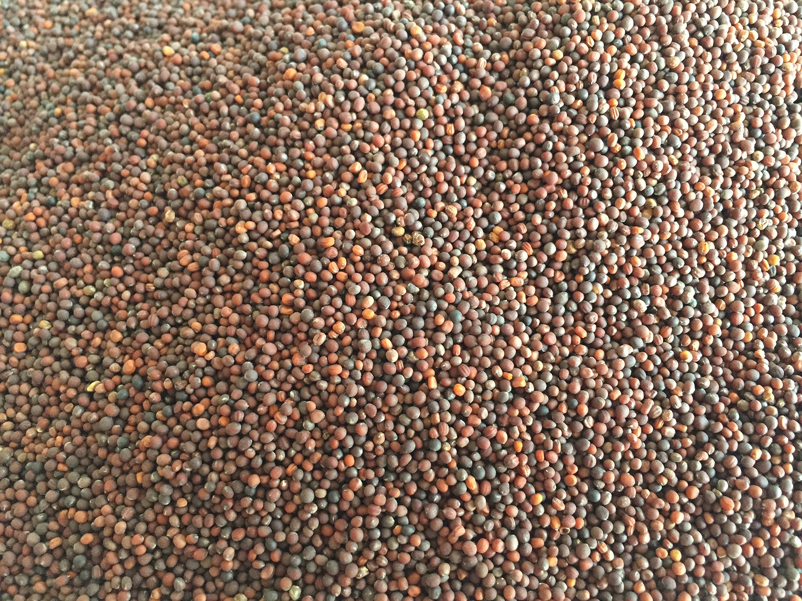Semillas orgánicas para germinados de brocoli - Semillas para germinar brotes de brocoli - fuente de energía saludable - nutritivas y sabrosas para ensaladas - Contenido: 200g semillas de brocoli