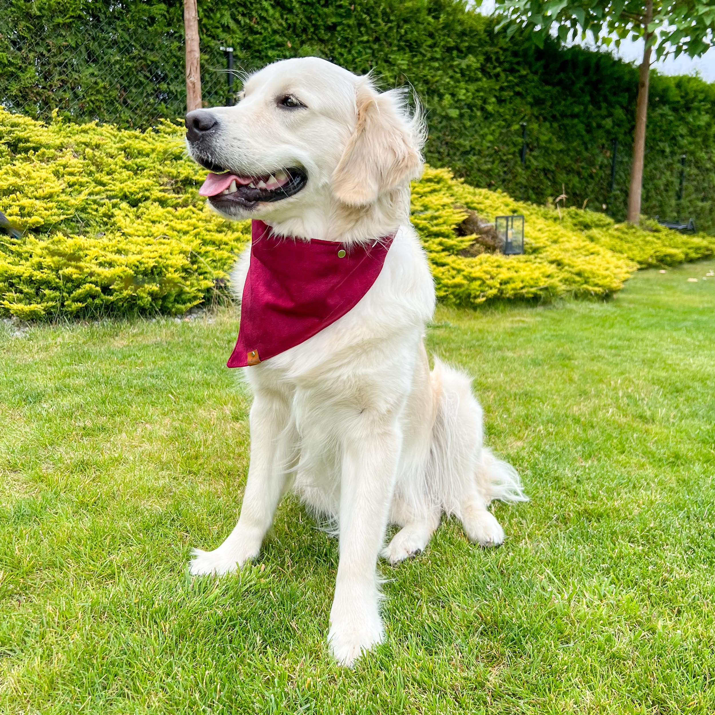 Bandana per cani con chiusura in metallo – collare regolabile per cani in morbido velluto, facile da pulire e confortevole (Ciliegia, L)
