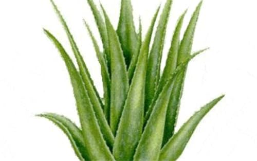 Aloe Vera Gels
