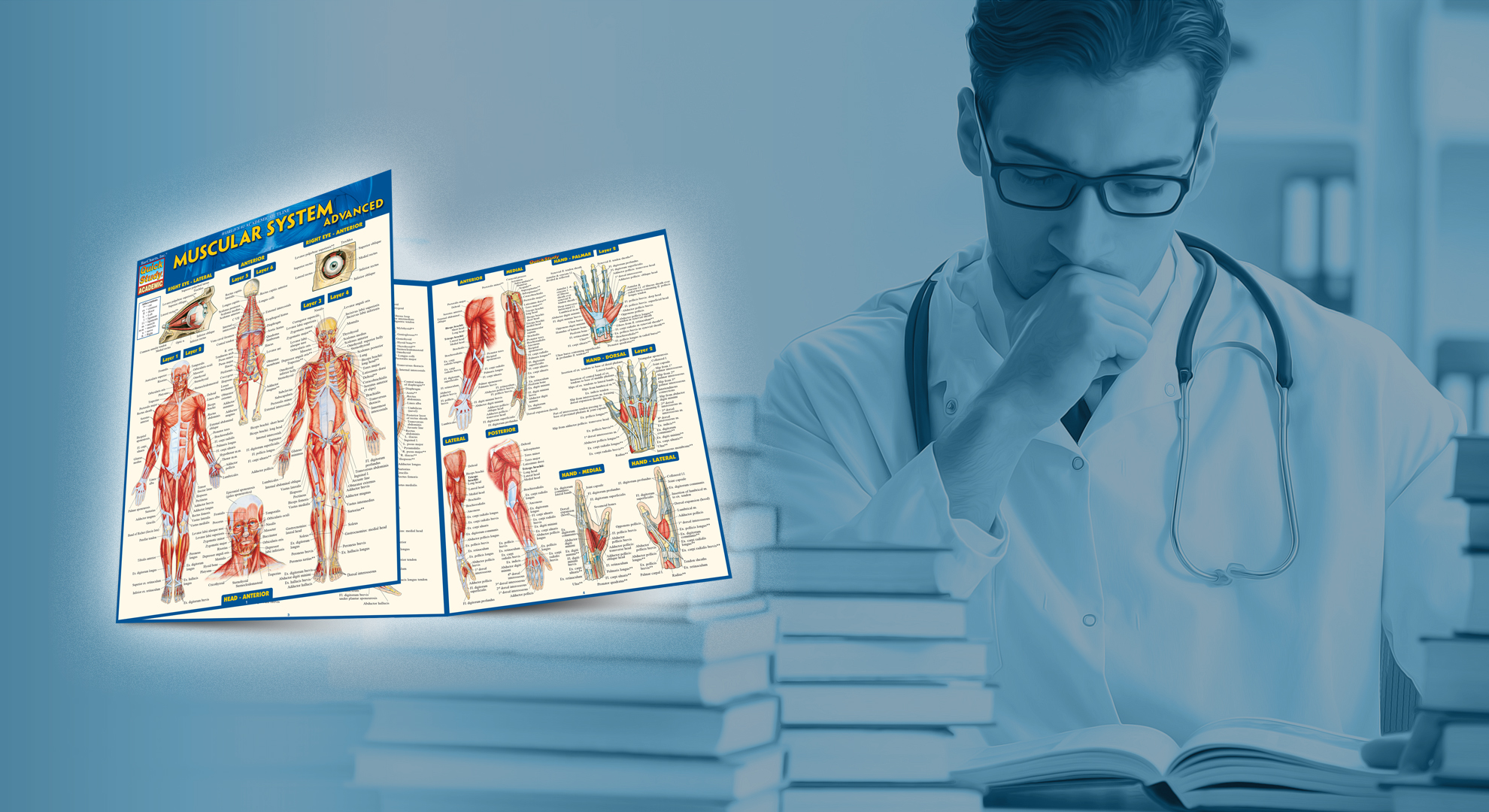 Muscular System Advanced (Quick Study Academic): BarCharts, Inc 