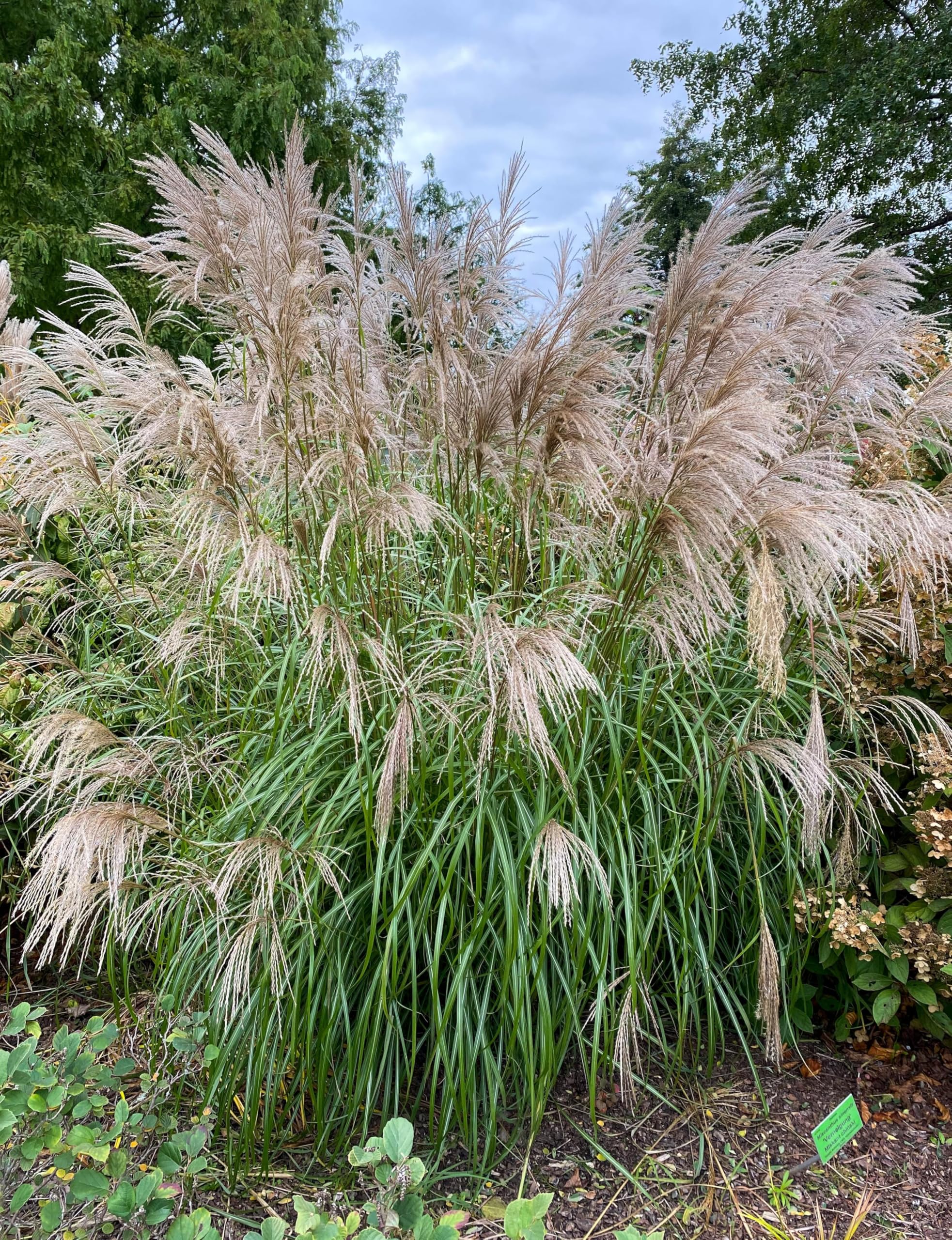 Ornamental Grasses In Winter Ornamental Grass For Privacy Adams