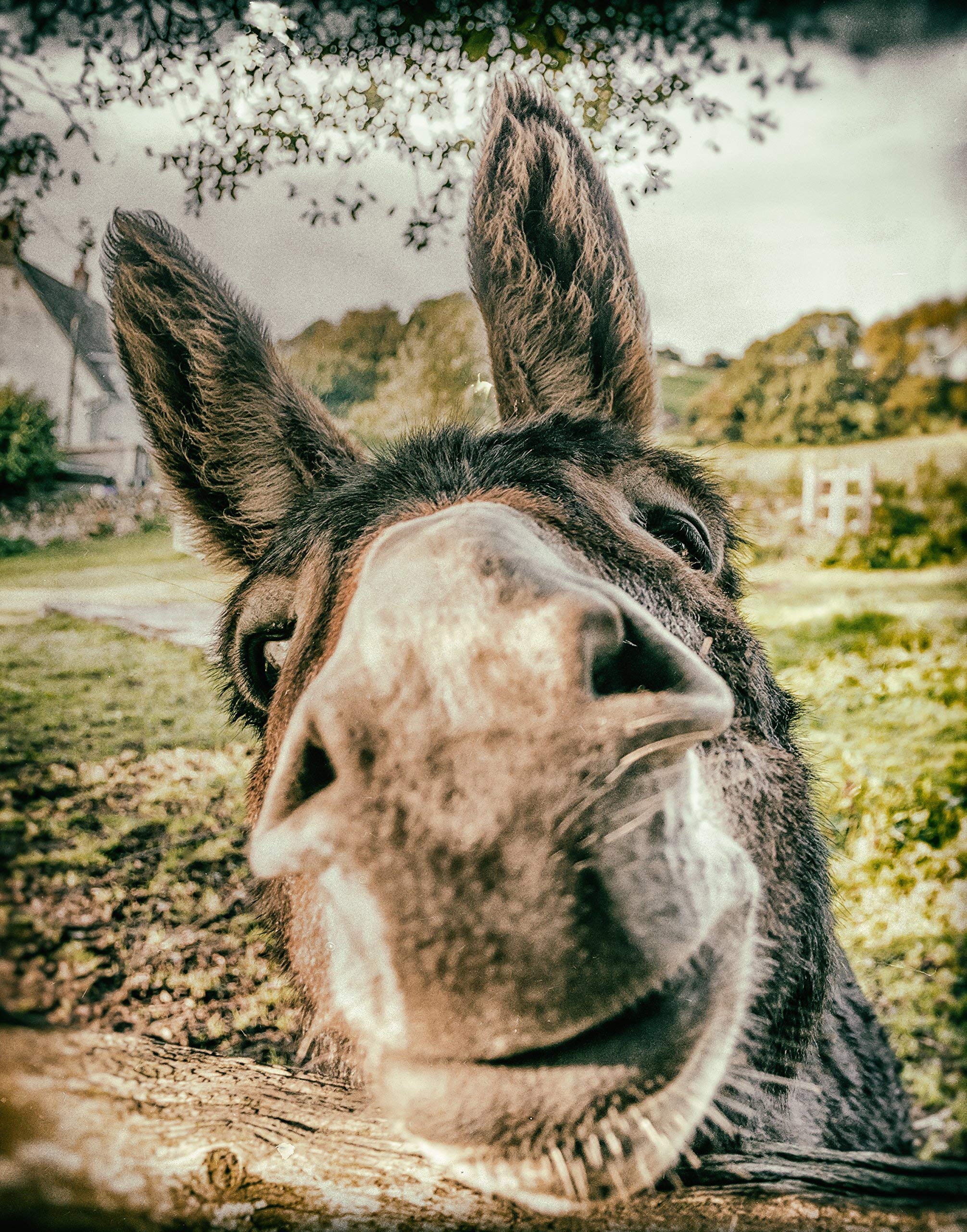 Donkey Photograph, Close up, Quirky Animal Kiss Print, Wall Art