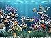 Aquarium 1 [Download]