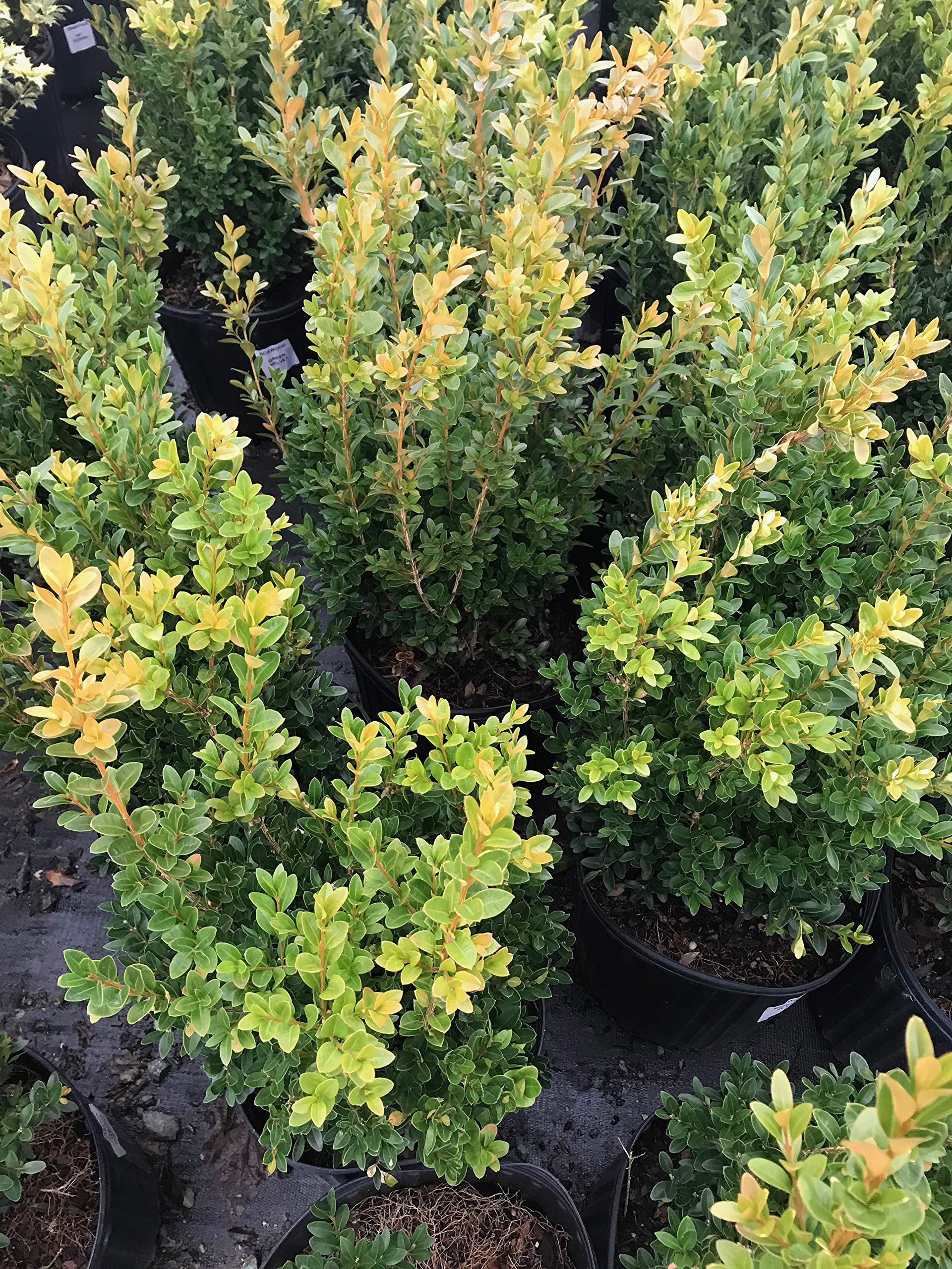 Buxus microphylla VAR. Japonica Green Velvet Boxwood