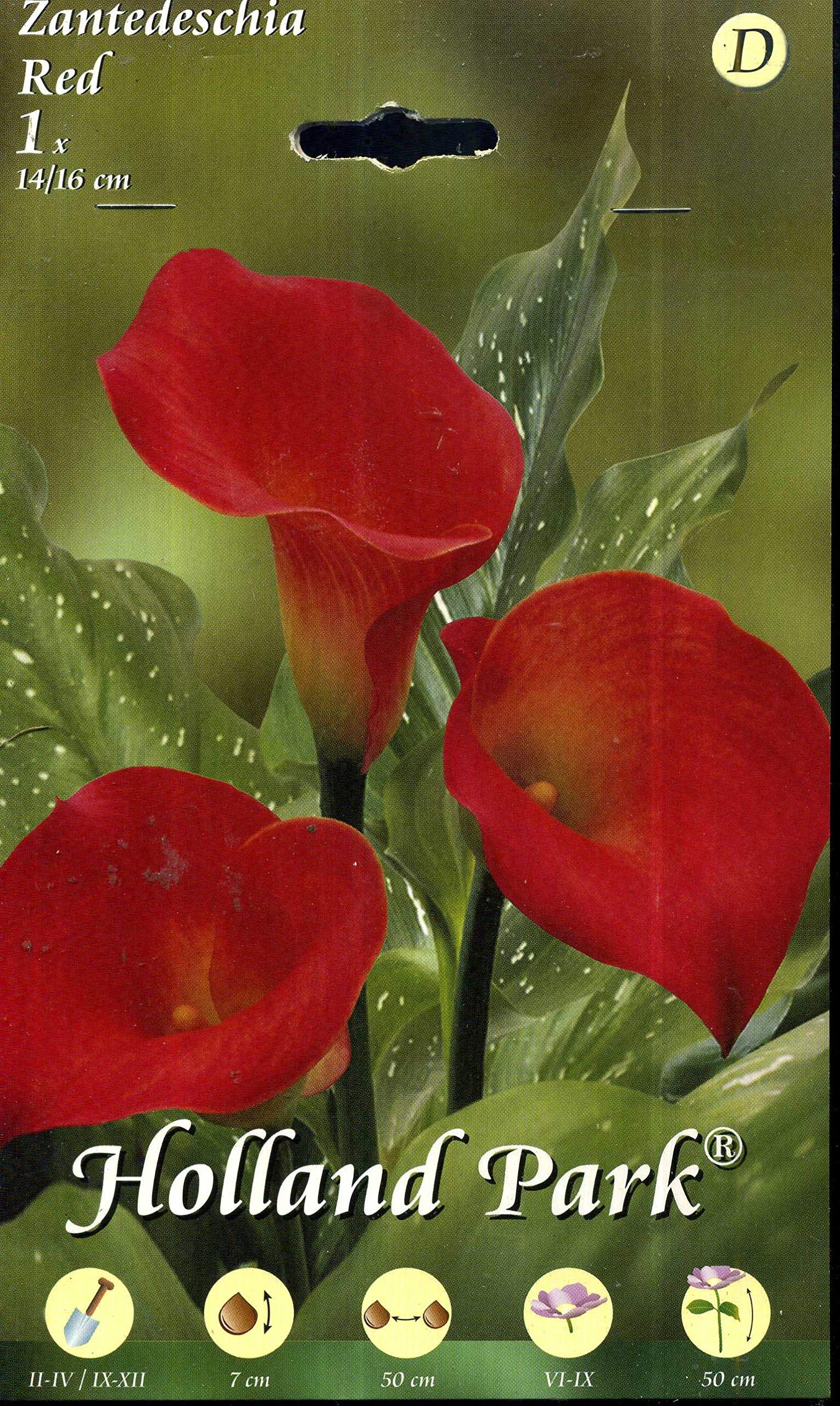 Holland Park bulbi da fiore di molte varietà e colori in sacchetto blister con foto (CALLA ZANTEDESCHIA RED 1 bulbo)
