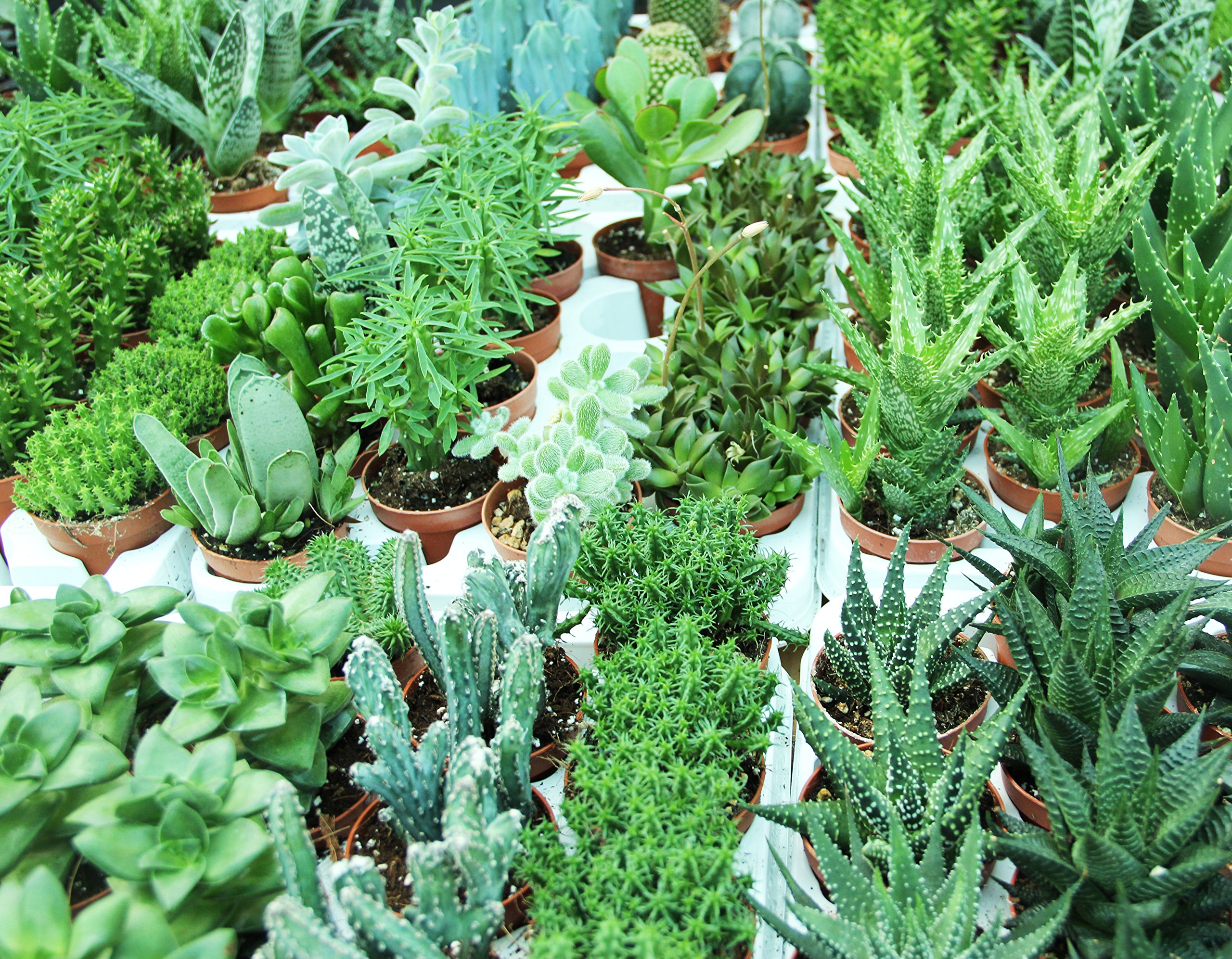 PIANTE GRASSE VERE RARE 11 piante 6,5 Produzione Viggiano Cactus VASO COLTIVAZIONE SET SENZA SPINE Mini Succulente