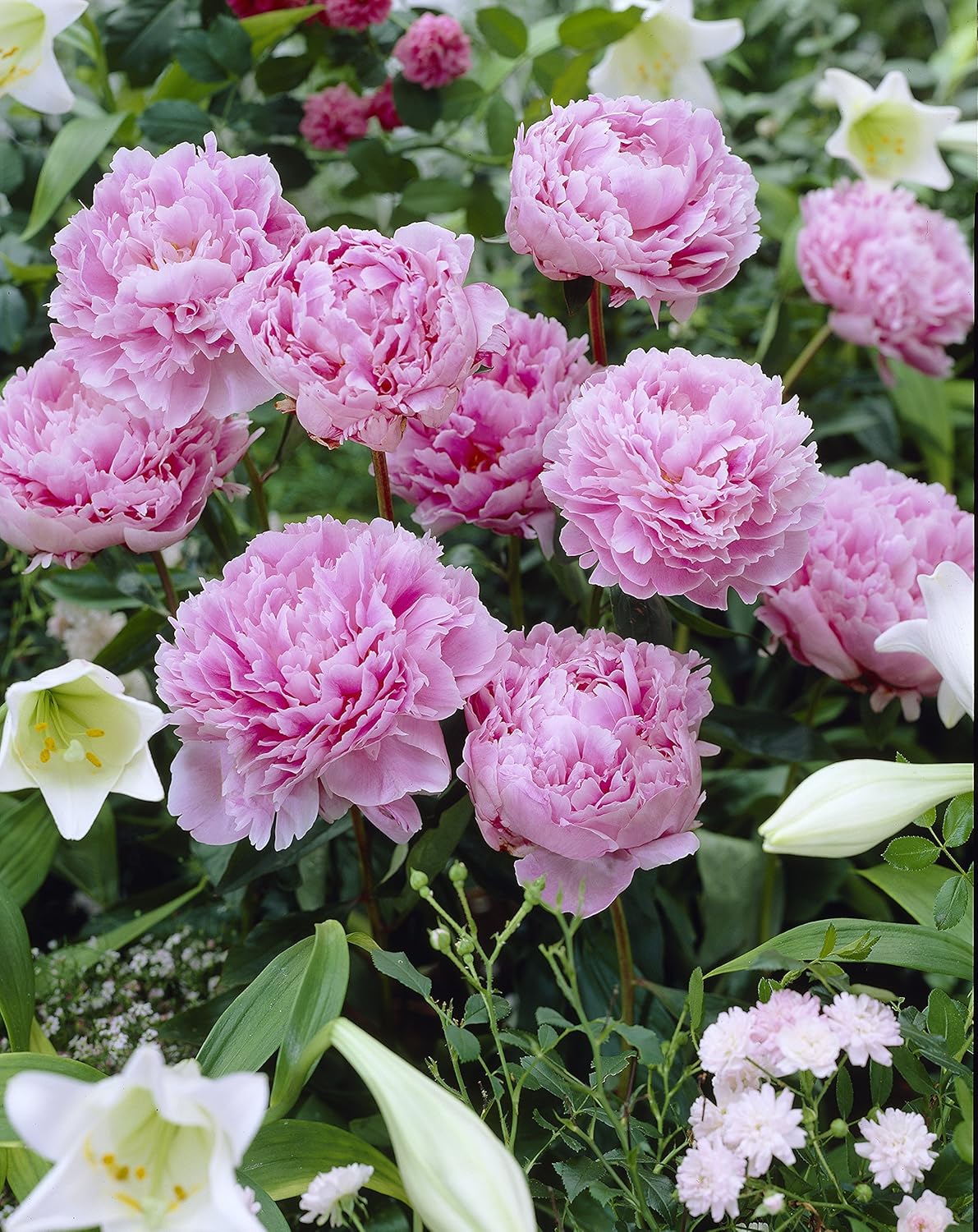 Amazon Com Bloomsz Sarah Bernhardt Peony Roots Super Saver Plant 3 Pack Patio Lawn Garden Amazon Com Bloomsz Sarah Bernhardt Peony Roots Super Saver Plant 3 Pack Patio Lawn Garden