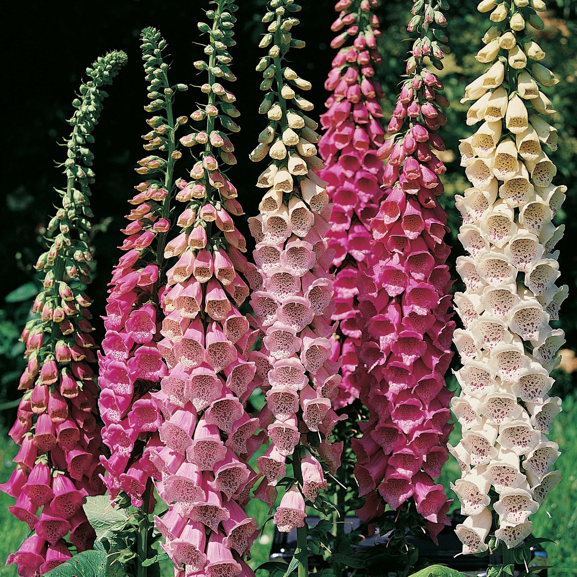 6 x foxgloves - bee freindly - Spring - Garden - Cut Flowers - Perennial