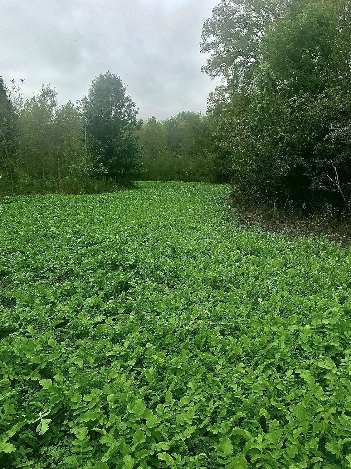 Radish and Annual Clover Rack Radish Food Plot Blend, 3.5 LB Bag, 1/4 Acre Coverage, Boonetown Seed Company, Daikon Radish, Crimson Clover, and Frosty Berseem Clover