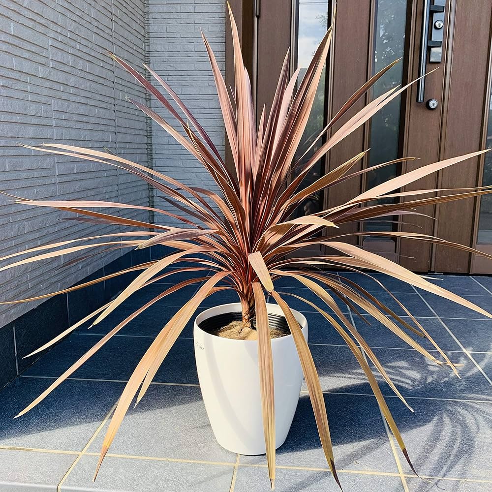 コルジリネ　レッドスター　3本立ち10号特大苗木最高等級極上品‼️ コルジリネ レッドスター 3本立ち10号特大苗木最高等級極上品