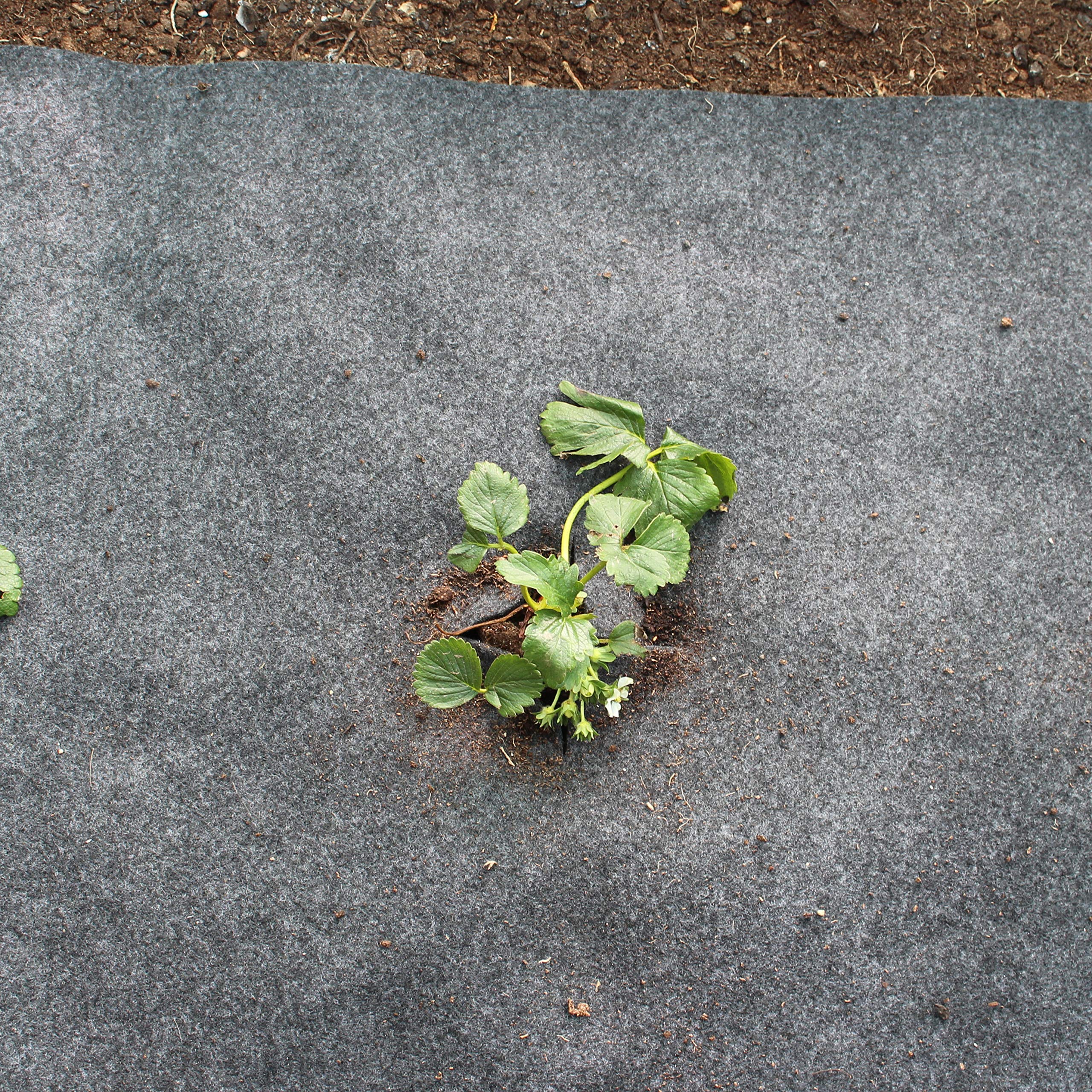 Agralan PERMAFELT | Heavy Duty Weed Control Fabric | Suppress Weeds & Deter Slugs & Snails | Ideal for Strawberry & Tomato Plants | PRE-PUNCHED HOLES 60cm x 5m | Made from RECYCLED Bottles |