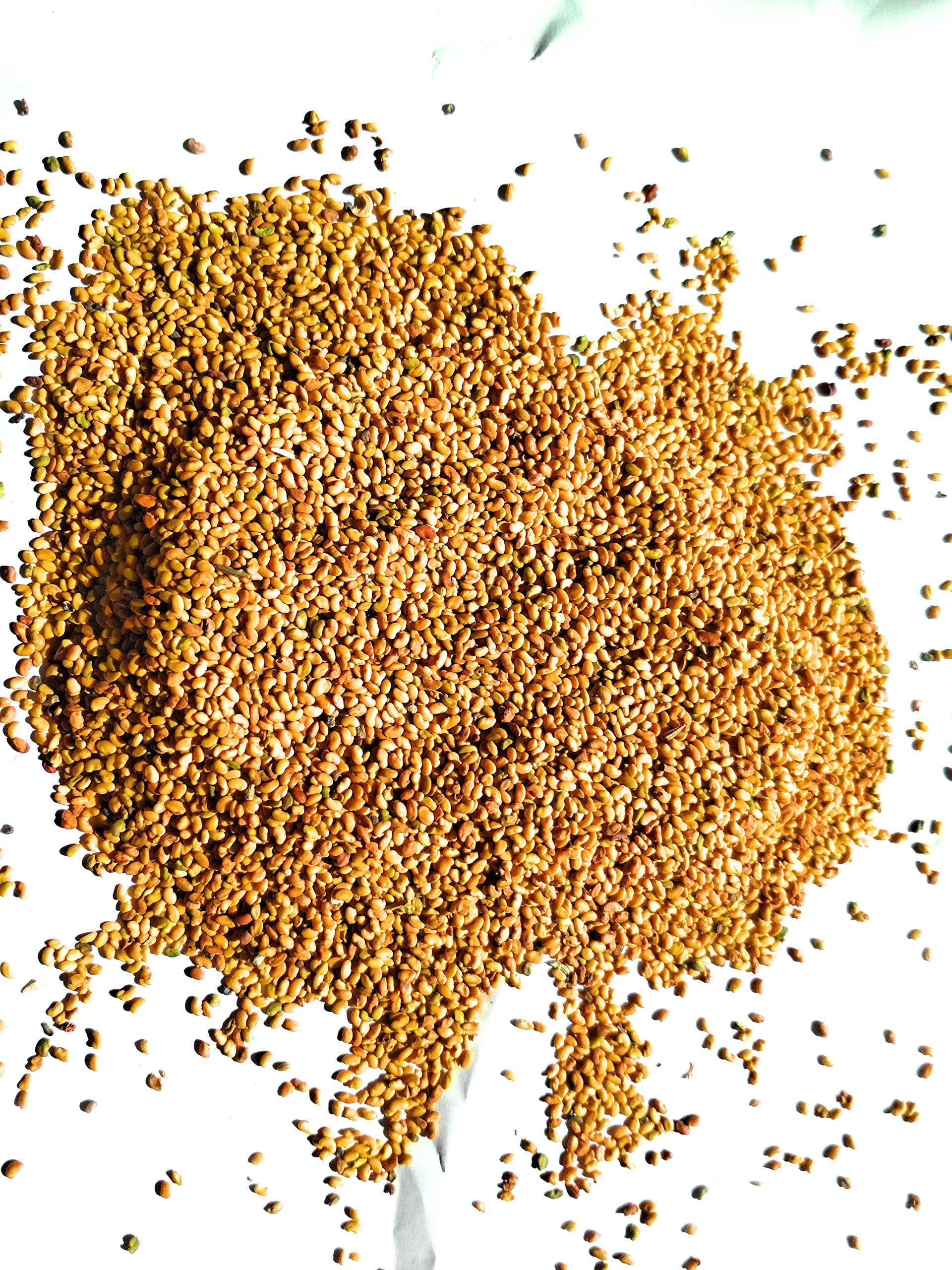 Syed alfalfa grass seed
