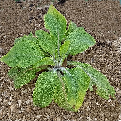 Miniatura 5 de Seed Needs, Mixtas Gloxiniaeflora - Semillas de dedalera para plantar, flores tradicionales y polinizadas abiertas, perfectas para jardines de