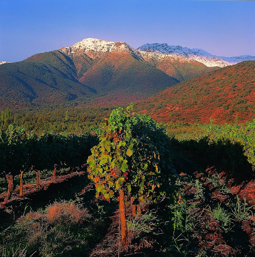 Amazon.co.jp: サンタアリシア 赤ワイン サンタアリシア