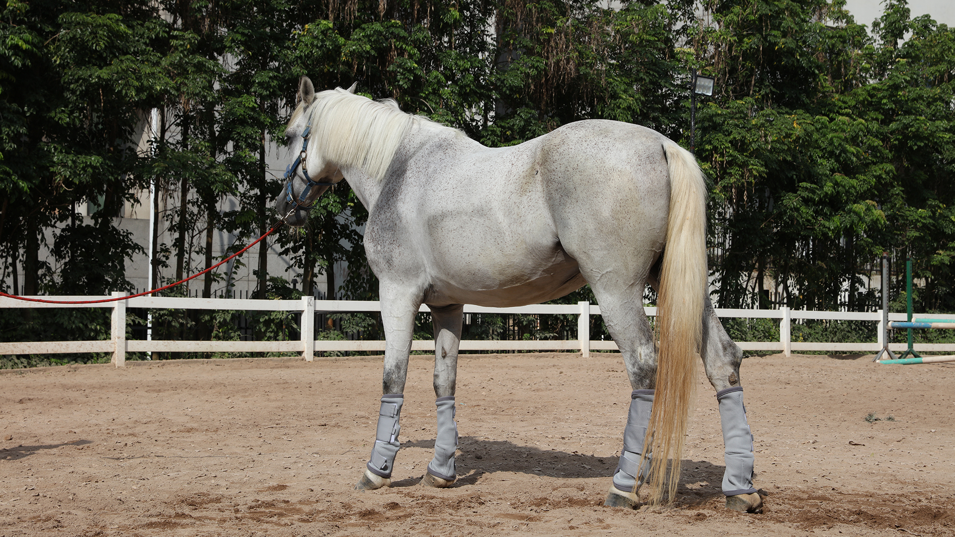 LEAFOREST Paardenvlieglaarzen, set van 4 - antislip beenbescherming voor ezel, mini-ponytocht, ademende mesh vlieglaarzen voor weiland en schuur, blauwe maïskolf