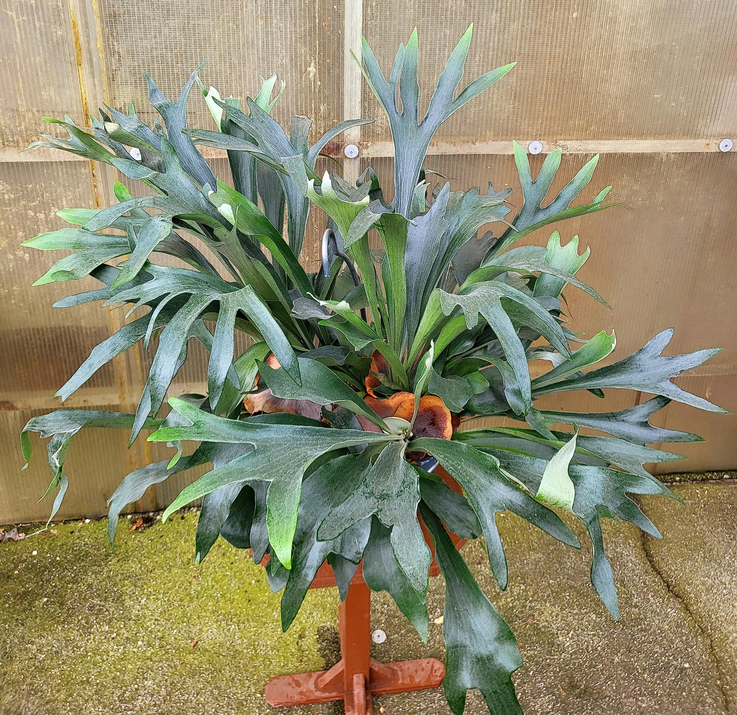 POWERS TO FLOWERS - PLATYCERIUM ALCICORNE ESEMPLARE, pianta vera