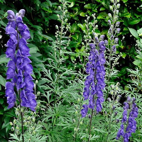 Palm Beach Medicinal Herbs - Rape (Aconitum napellus) - Paquete de 20 Semillas