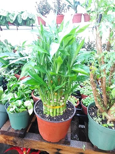 Miniatura 3 de 3 Tier 4" 6" 8" Lucky Bamboo 6" Pot para Feng Shui/Diseño único