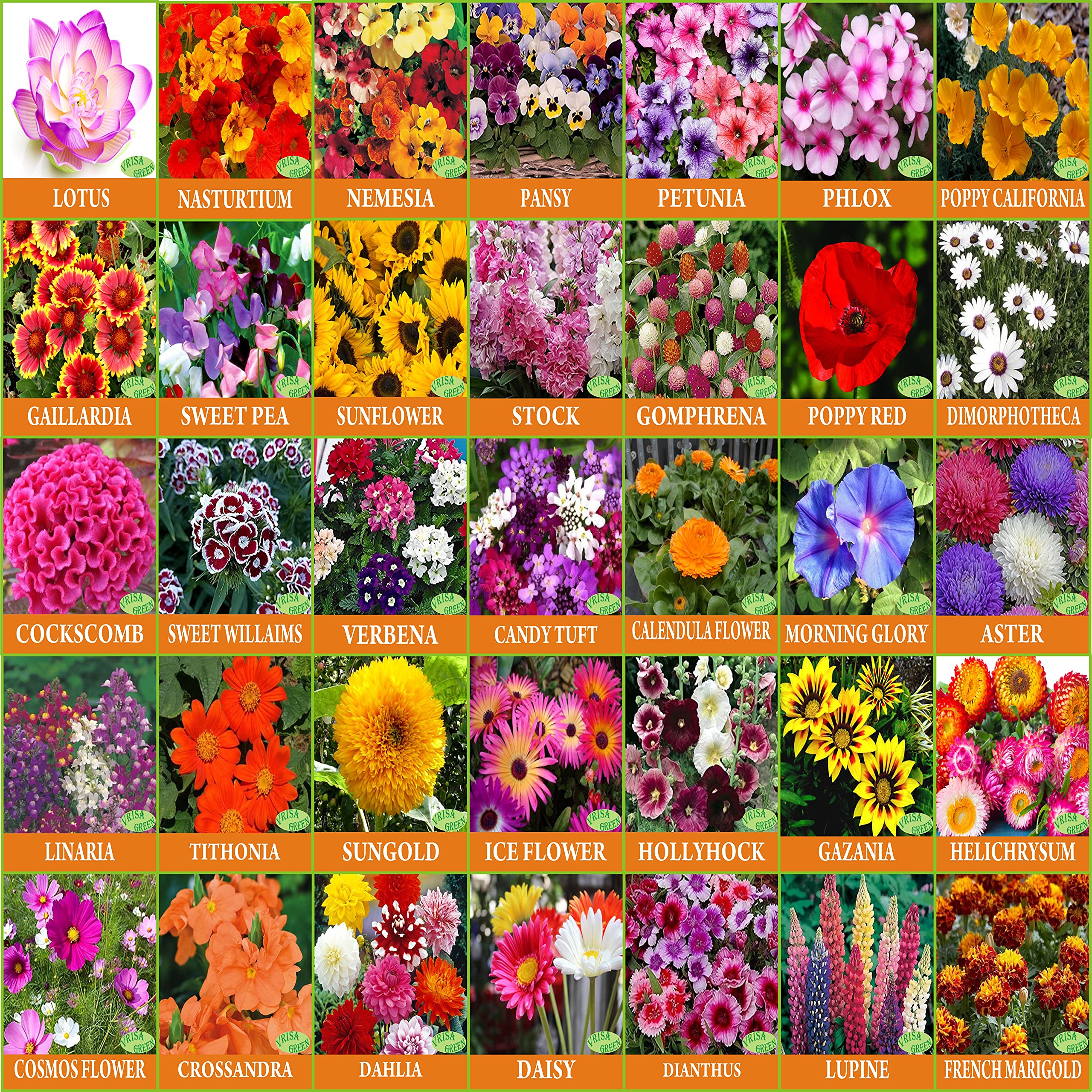 See full amazon price history chart for Vrisa Green 35 Varieties of Flower Seeds Combo With Instruction Manual Easy To Grow Vrisa Green 35 Varieties of Flower Seeds Combo With Instruction Manual Easy To Grow (B09479B67M) Amazon Price History, Amazon Price Tracker