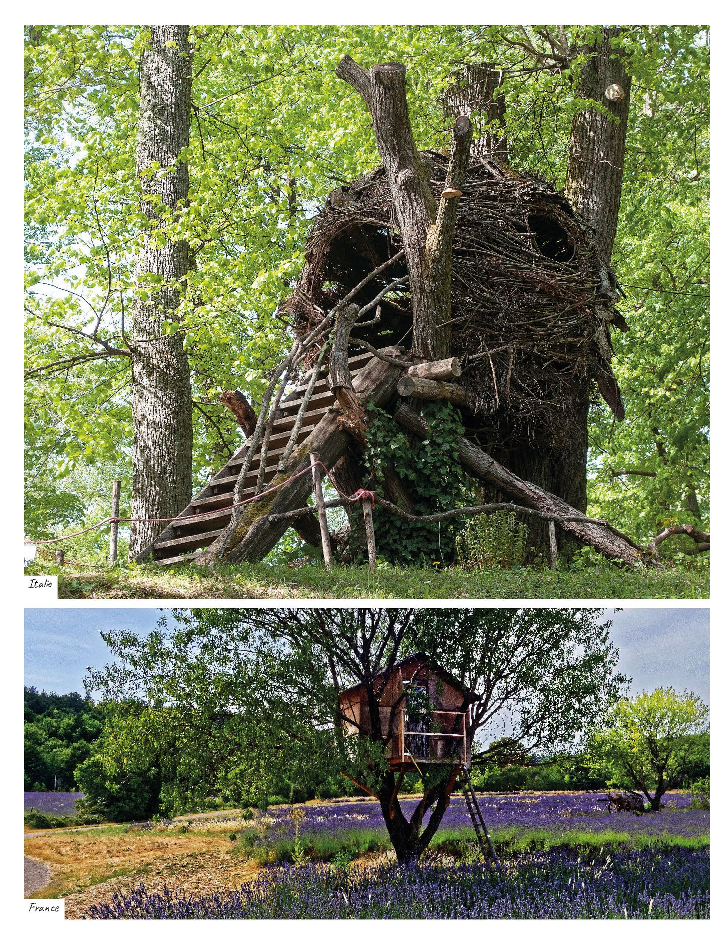 Arbres: Tous les savoirs, toutes les histoires, tous les pouvoirs, tous les espoirs...