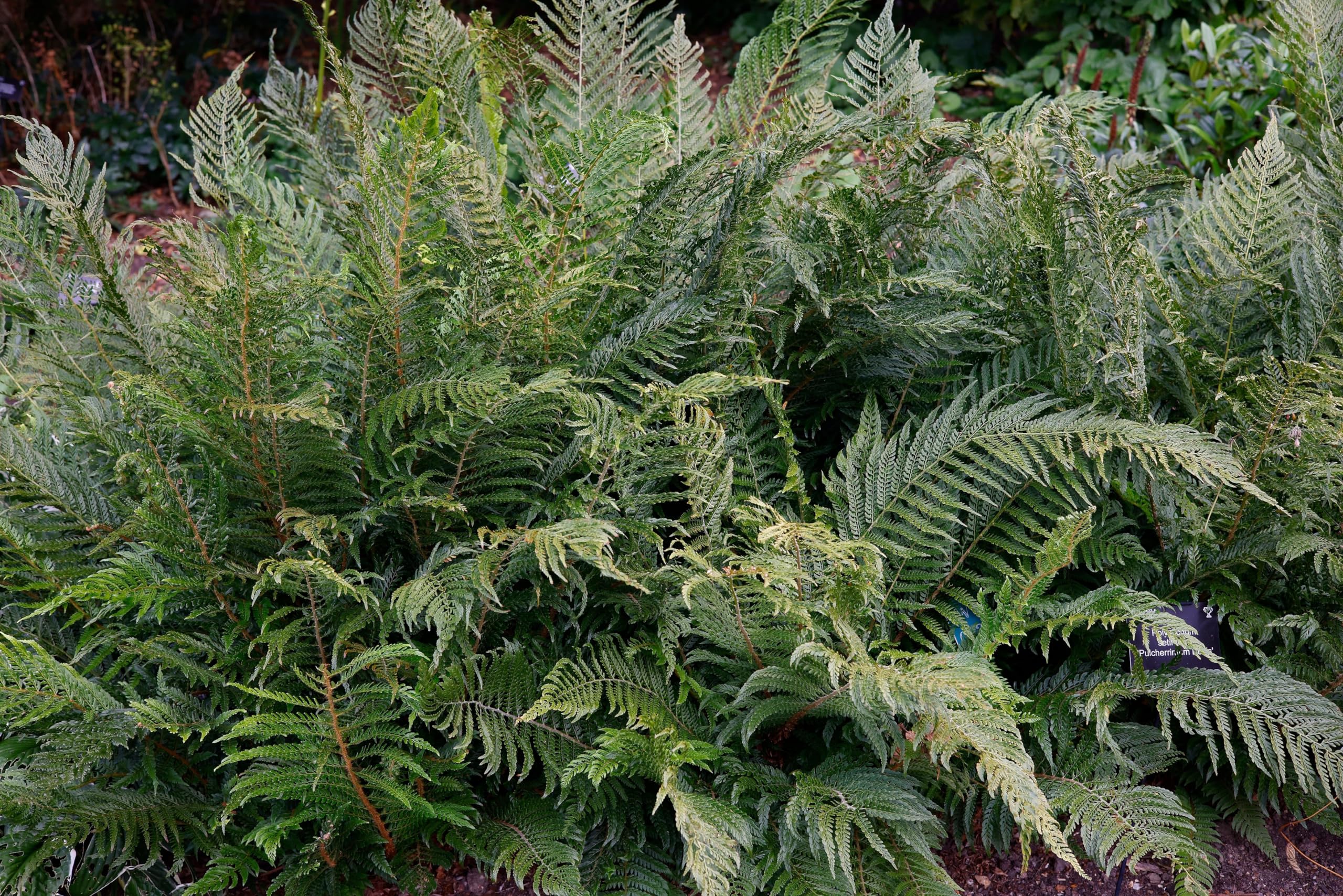 Stauden Gnge 3 x Polystichum setiferum 'Herrenhausen' im 1 Liter Topf (Farn/Winterhart/Wintergrn/Mehrjhrig/Staude/Immergrn)  Filigranfarn - Eleganz und Struktur fr schattige Grten : Amazon.de: Garten